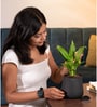 Peace Lily Plant With Aura Pot- Jet-Black