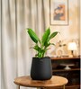 Peace Lily Plant With Aura Pot- Jet-Black