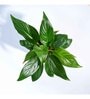 Peace Lily Natural Plant Grow Pot