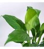 Peace Lily Natural Plant Grow Pot