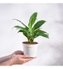 Peace Lily Natural Plant Grow Pot