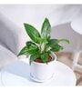 Peace Lily Natural Plant Grow Pot