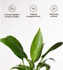 Peace Lily Plant With  Self Watering Pot-Black