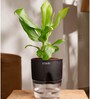 Peace Lily Plant With  Self Watering Pot-Black