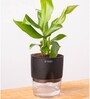 Peace Lily Plant With  Self Watering Pot-Black