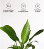 Peace Lily Plant With  Self Watering Pot-Cream