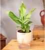 Peace Lily Plant With  Self Watering Pot-Cream