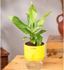 Peace Lily Plant With  Self Watering Pot-Green