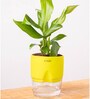Peace Lily Plant With  Self Watering Pot-Green