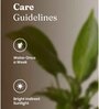Peace Lily Plant With  Self Watering Pot-Grey