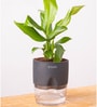 Peace Lily Plant With  Self Watering Pot-Grey