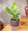 Peace Lily Plant With  Self Watering Pot-Grey