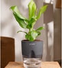 Peace Lily Plant With  Self Watering Pot-Grey