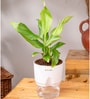 Peace Lily Plant With Self Watering  Pot-White