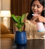 Peace Lily Plant With Aura Pot