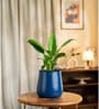 Peace Lily Plant With Aura Pot