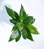 Peace Lily With Pot Natural Plant