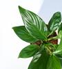 Peace Lily With Pot Natural Plant