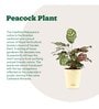 Peacock Air With Pot Natural Plant