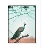 Peacock Indian Pichwai Painting