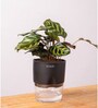 Peacock Plant With  Self Watering Pot -Black