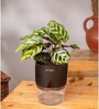 Peacock Plant With  Self Watering Pot -Black