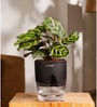 Peacock Plant With  Self Watering Pot -Black