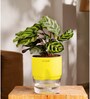 Peacock Plant With Self Watering Pot