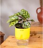 Peacock Plant With Self Watering Pot