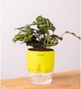 Peacock Plant With Self Watering Pot
