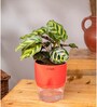 Peacock Plant With Self Watering Pot