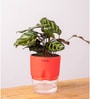 Peacock Plant With Self Watering Pot