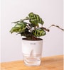 Peacock Plant With Self Watering Pot