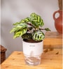 Peacock Plant With Self Watering Pot