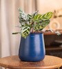 Peacock Plant With With Aura Pot- Blue