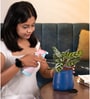 Peacock Plant With With Aura Pot- Blue