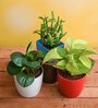 Peperomia, Money , Lucky Bamboo Natural Plant
