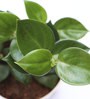 Peperomia Green Creeper Natural Foliage Plant