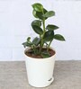 Peperomia Green Creeper Natural Foliage Plant