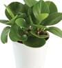 Peperomia Natural Plant In White Self Watering Pot