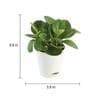 Peperomia Natural Plant In White Self Watering Pot