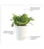 Peperomia Natural Plant In White Self Watering Pot