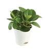 Peperomia Natural Plant In White Self Watering Pot