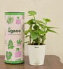 Peperomia Natural Plant In White Self Watering Pot