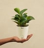 Peperomia Natural Plant In White Self Watering Pot