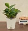 Peperomia Natural Plant In White Self Watering Pot