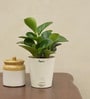Peperomia Natural Plant In White Self Watering Pot