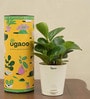 Peperomia Natural Plant In White Self Watering Pot