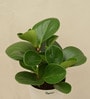 Peperomia Natural Plant In White Self Watering Pot