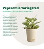 Peperomia Variegated Natural Plant In White Self Watering Plastic Pot